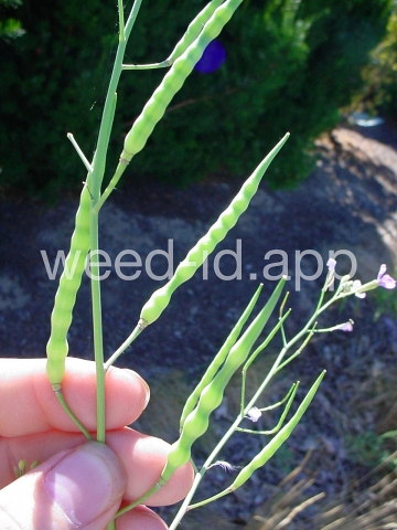 radish, wild